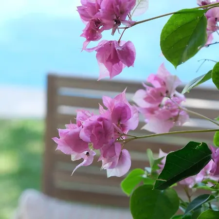 Buganvilla * البوفيرا